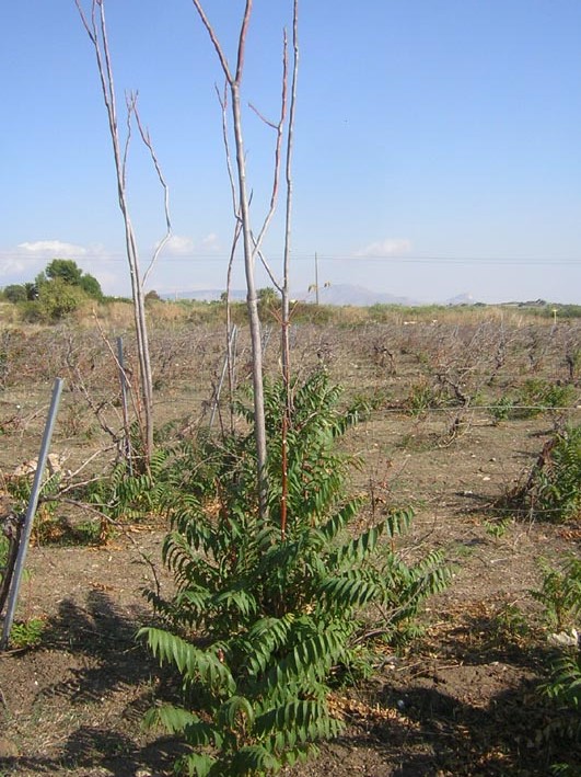 Ailanthus altissima-Dittrichia viscosa-Mandragora autumnalis